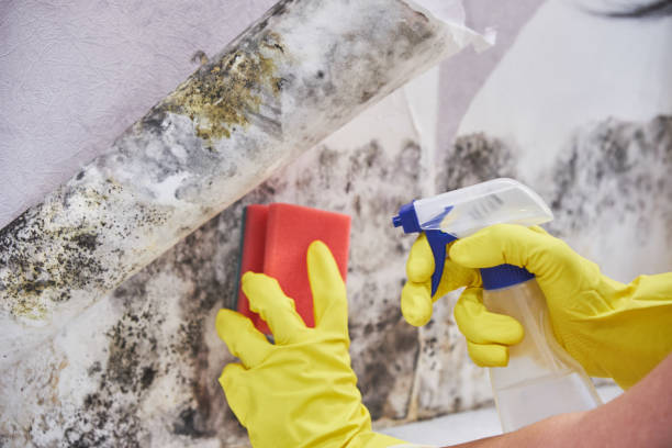 Mold Remediation for Rental Properties in Gardendale, AL